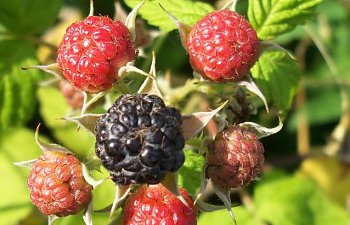 berry.jpg berry.jpg