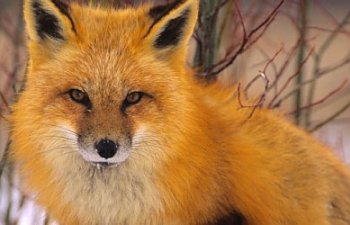 red-fox-600x250.jpg