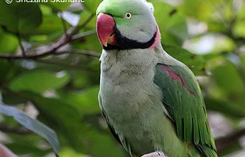 male_Alexandrine_parakeet_in_trees.jpg