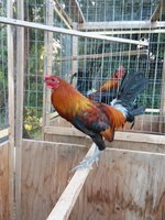 20180426_064614.jpg