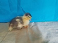 20180425_171103.jpg