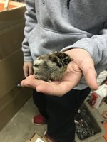 chick pic.JPG