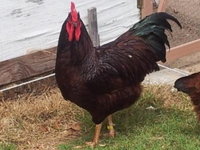 2015-04-29 14.42.07Rev1.jpg