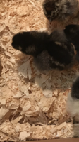 other chick.PNG