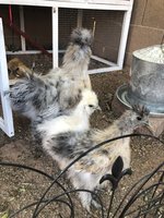 15283886-E3BA-458A-BCD5-D9D836728DA3.jpeg