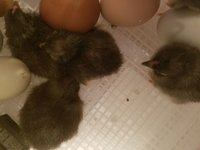 first hatch thru 4.27.2018 023.jpg