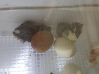 first hatch thru 4.27.2018 006.jpg