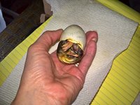WP_20180401_07_23_45_Pro.jpg