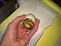 WP_20180401_07_23_38_Pro.jpg