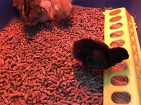IMG_0630.jpeg