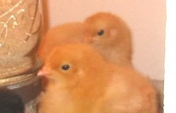 BuffOrpingtonchicks.jpg BuffOrpingtonchicks.jpg