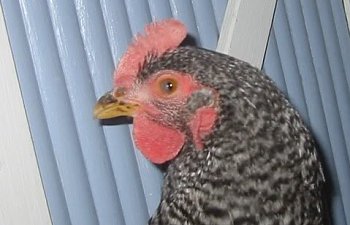 LadyRosalindcloseupemail.jpg LadyRosalindcloseupemail.jpg