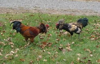Roosters005.jpg
