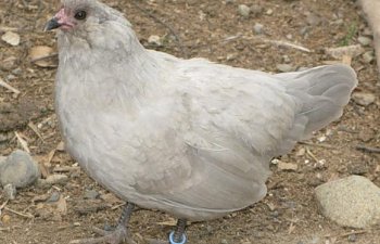 27158_byc_lav_hen.jpg