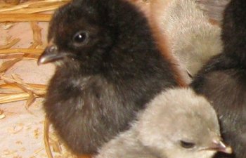 27158_betsy_chicks_09.jpg 27158_betsy_chicks_09.jpg