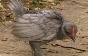 27158_chick_who_is_this.jpg 27158_chick_who_is_this.jpg