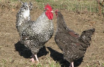 27158_simion_pierre_and_marans_hen.jpg