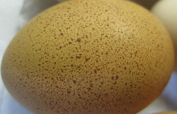 27158_egg_04.jpg 27158_egg_04.jpg