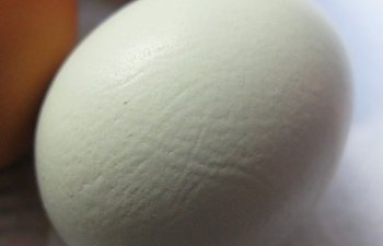 27158_egg_03.jpg 27158_egg_03.jpg