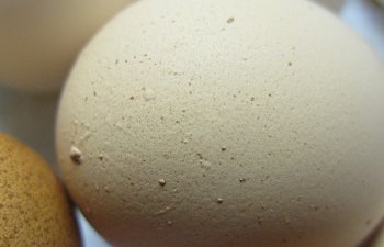 27158_egg_05.jpg