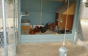 broodyhen-ladysinwaiting005.jpg broodyhen-ladysinwaiting005.jpg