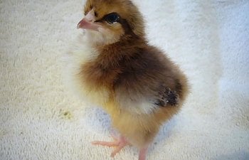 Dottie1.jpg Dottie1.jpg