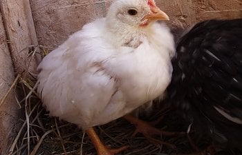 White Leghorn Roo