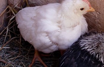 White_Leghorn_Cockerel_6wks_c-1.jpg