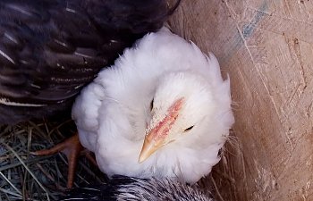 White_Leghorn_Cockerel_6wks_a.jpg White_Leghorn_Cockerel_6wks_a.jpg