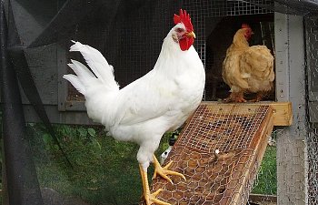 White_Leghorn_Cockerel_15wks_a.jpg