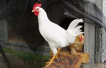 White_Leghorn_Cockerel_15wks_b.jpg