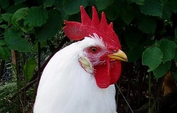 White_Leghorn_Cockerel_17wks_d.jpg White_Leghorn_Cockerel_17wks_d.jpg