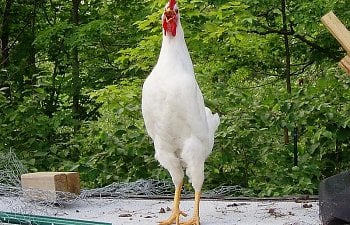 White_Leghorn_Cockerel_17wks_c.jpg