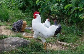 White_Leghorn_Cockerel_17wks_b.jpg