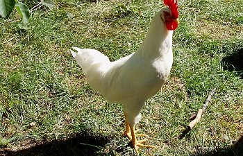 White_Leghorn_Cockerel_17wks_a.jpg White_Leghorn_Cockerel_17wks_a.jpg