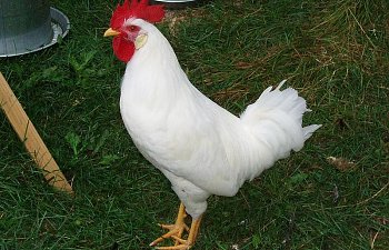 White_Leghorn_Cockerel_18wks_a.jpg White_Leghorn_Cockerel_18wks_a.jpg