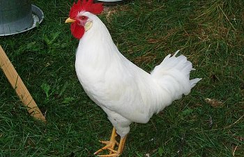 White_Leghorn_Cockerel_18wks_a.jpg