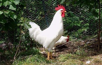 White_Leghorn_Cockerel_20wks_a.jpg White_Leghorn_Cockerel_20wks_a.jpg