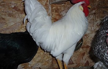 White_Leghorn_Cockerel_21wks_a.jpg