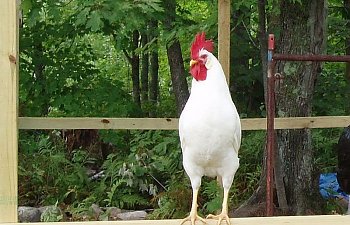 White_Leghorn_Cockerel_22wks_a.jpg White_Leghorn_Cockerel_22wks_a.jpg