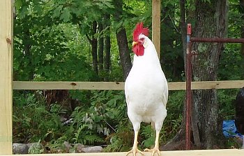 White_Leghorn_Cockerel_22wks_a.jpg