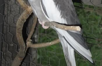 cockatiels022.jpg cockatiels022.jpg