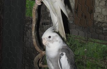 cockatiels021.jpg cockatiels021.jpg