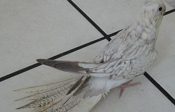 cockatiels010.jpg cockatiels010.jpg