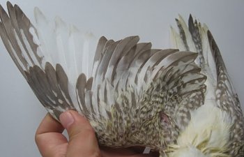 cockatiels013.jpg cockatiels013.jpg