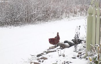 chickensnow_fence.jpg