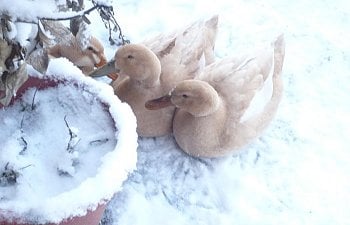 ducks_snow.jpg