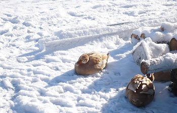 ducks_snow2.jpg