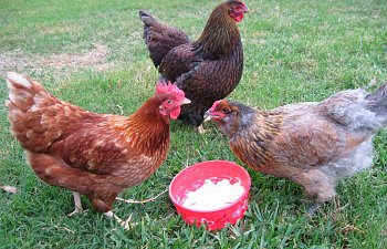 chickens058-1.jpg