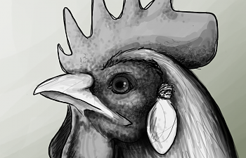roo.png roo.png
